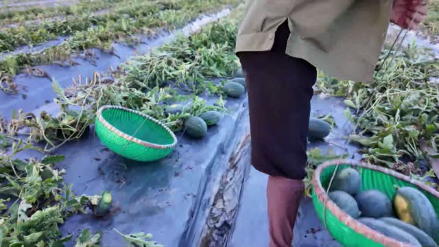 Harvest Baskets In The Field