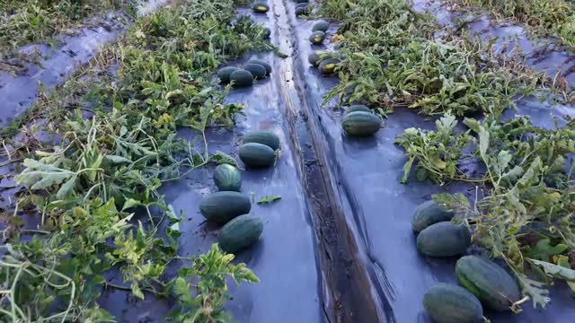 Watermelons On Plastic Mulch