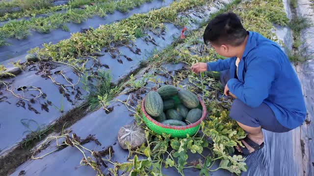 Harvesting Watermelons Into Basket