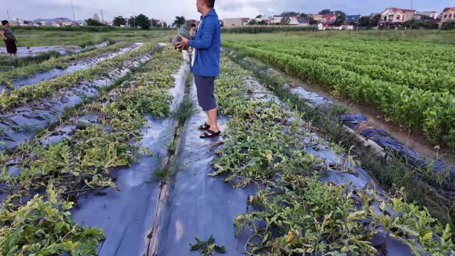 Farmer Carrying Melon Across Field