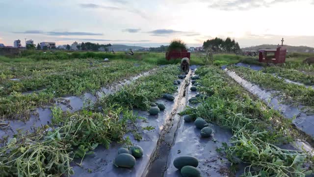 Watermelon Field At Sunset