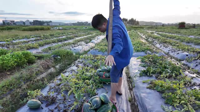 Picking Watermelons Along Field Rows