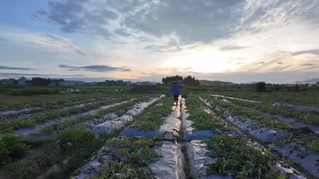 Watermelon Field At Sunrise