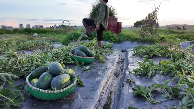 Basket Of Fresh Watermelons