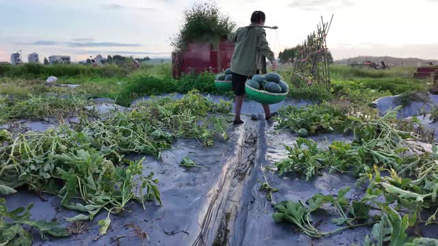 Carrying Melons With Yoke