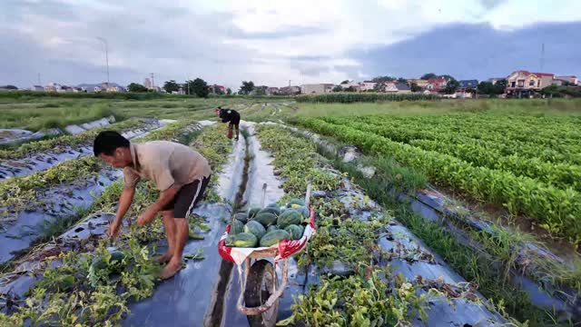 Farmers Harvesting Across Watermelon Field
