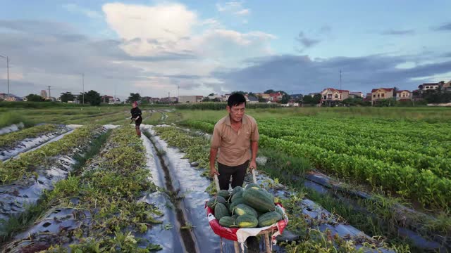 Pulling Watermelon Cart Through Field