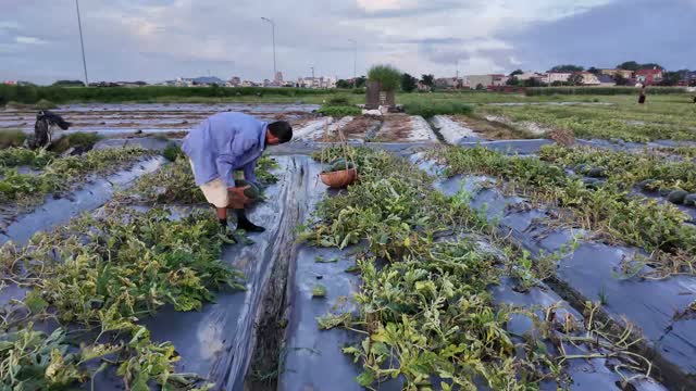 Farmer Harvesting Watermelons