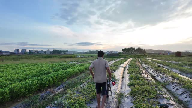 Farmland Under Wide Morning Sky