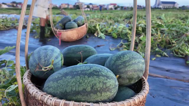 Basket Full Of Watermelons