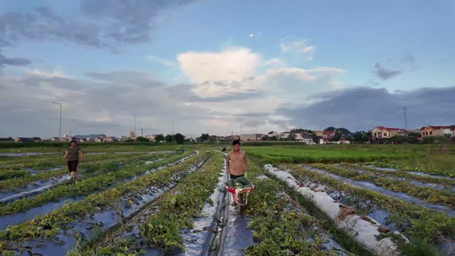 Wide Watermelon Field At Dawn