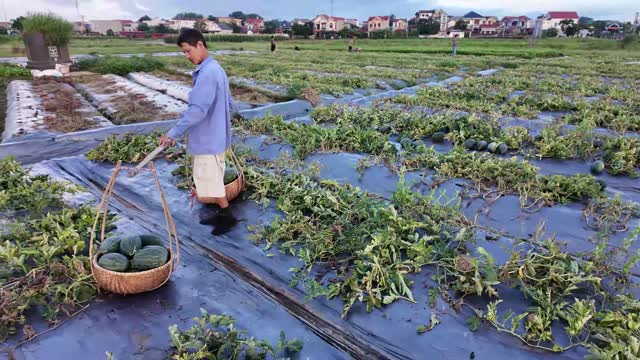 Farmer Carrying Watermelon Basket