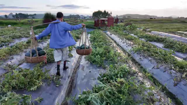 Carrying Two Watermelon Baskets
