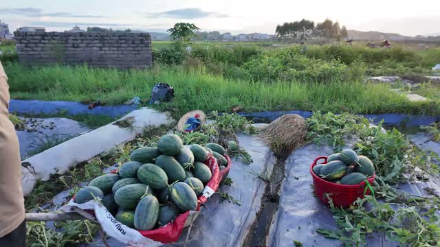 Baskets Of Watermelons In Field