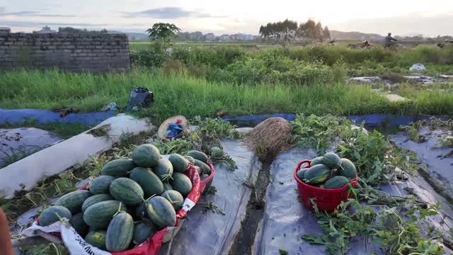 Harvested Watermelons Ready For Collection