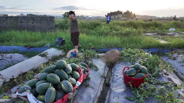 Woman By Watermelon Baskets In Field
