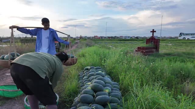 Arranging Harvested Watermelon Row