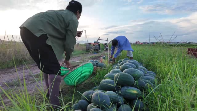 Loading Watermelons Into Basket