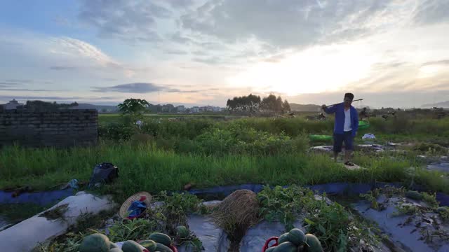 Farmer Carrying Harvest At Sunset