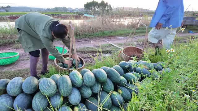 Packing Watermelons By Pond