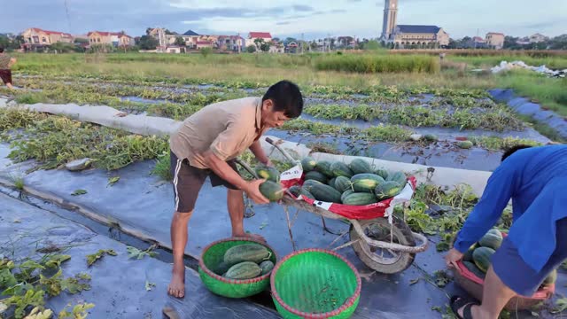 Loading Watermelons Onto Cart