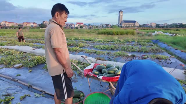 Farmers Gathering Watermelon Harvest