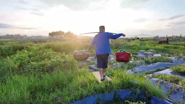 Carrying Watermelon Baskets Home