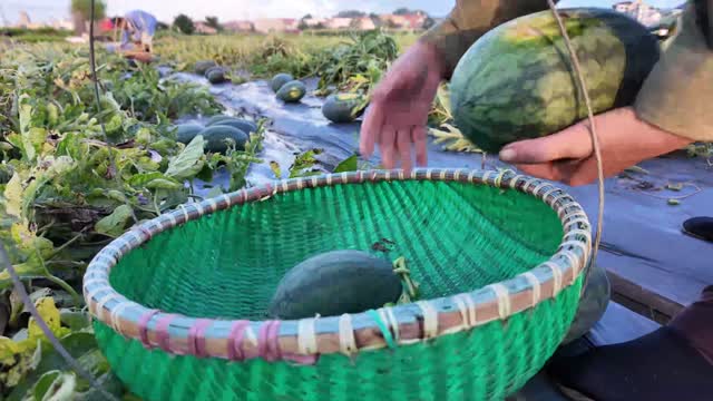 Placing Watermelon In Basket