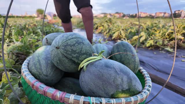 Full Watermelon Harvest Basket