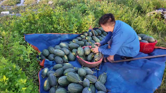 Arranging Watermelons On Tarp