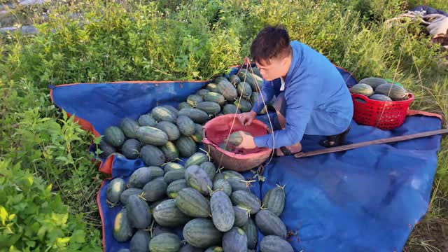 Sorting Fresh Watermelons