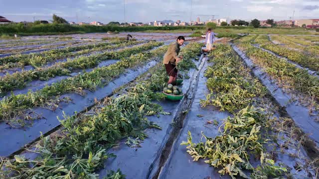 Workers Across Watermelon Field