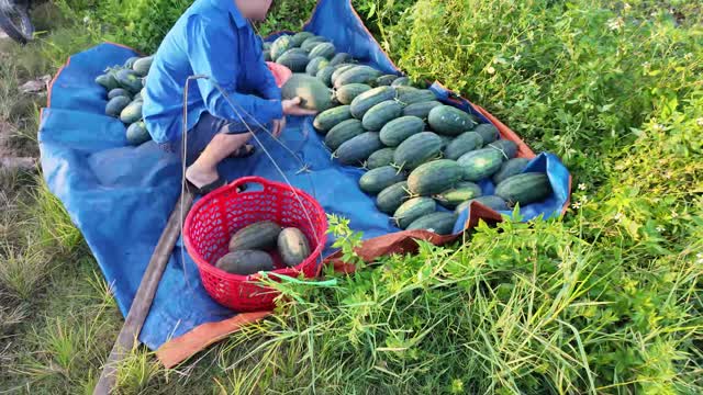 Farmer Sorting Watermelon Pile