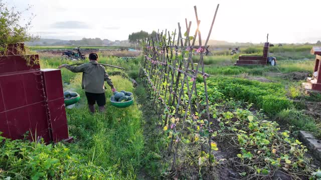 Farmer Walking With Baskets
