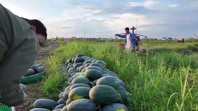 Loading Watermelons At Field Edge