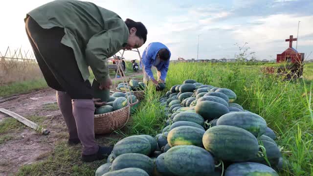 Farmers Gathering Watermelons