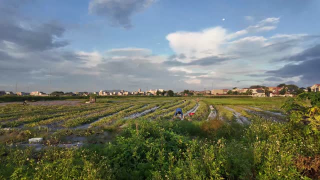 Watermelon Field Countryside View