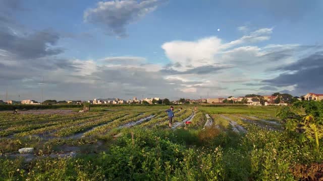 Rural Farmland At Golden Hour