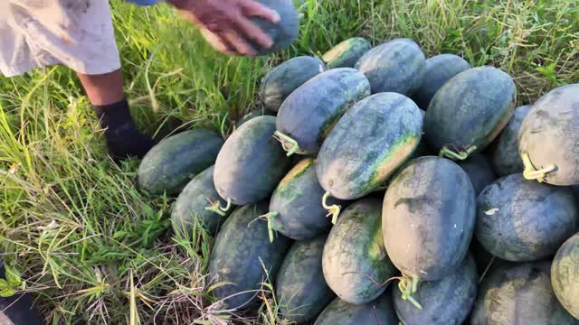 Stacking Watermelons In Grass