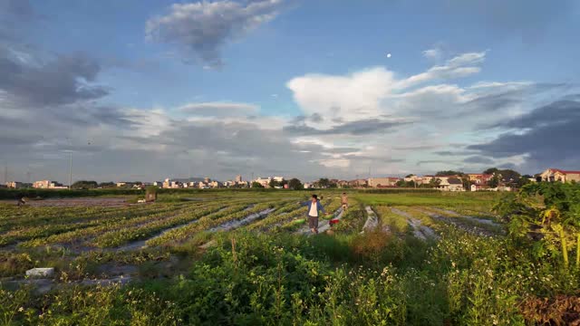 Harvesting In Wide Open Field