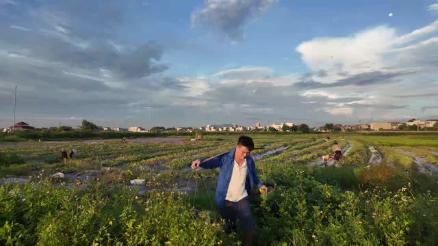 Farmer Walking Through Melon Field