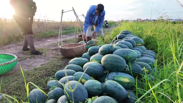 Backlit Watermelon Loading