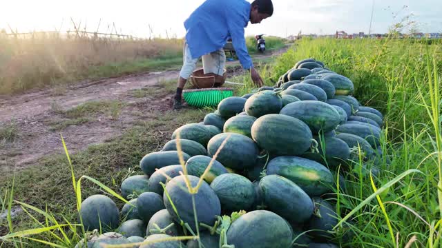Arranging Watermelon Row