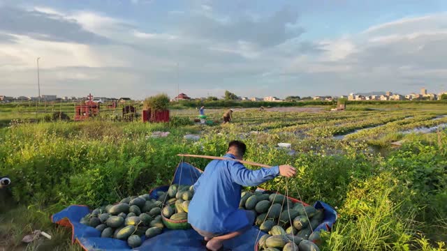 Carrying Watermelons Across Field