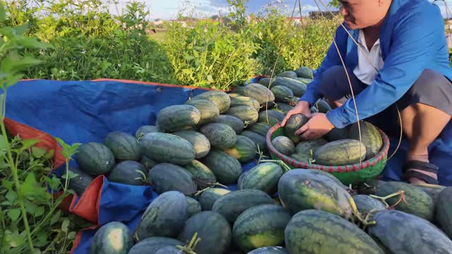 Placing Watermelon Into Basket