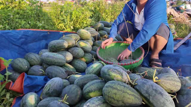 Hands Sorting Watermelon Harvest