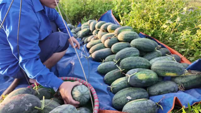 Watermelons Stacked On Tarp