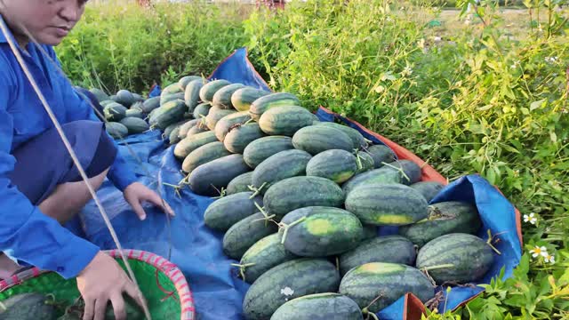 Close-Up Of Harvested Watermelons