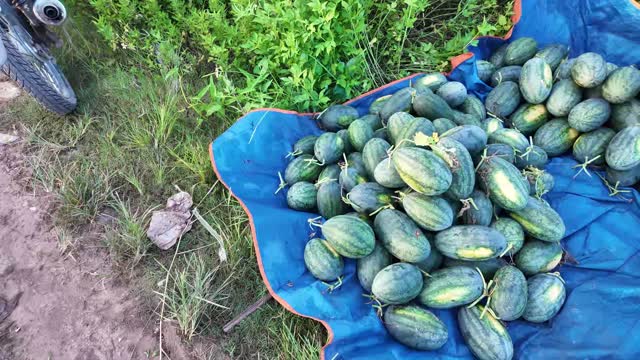 Pile Of Fresh Watermelons