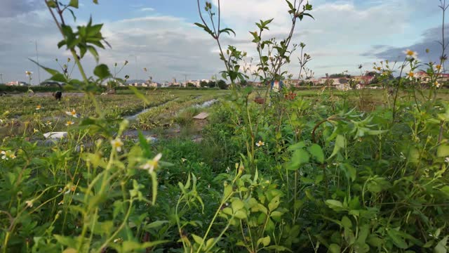 Wildflowers Beside Watermelon Field